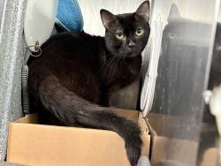 Shelter Stray Male Cat last seen Apt 3K,616 E 139th Street, BRONX, NY, 10454, 326 E 110th St, New York, NY 10029, USA