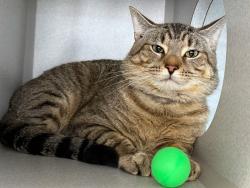 Shelter Stray Male Cat last seen Near Webster Avenue, BRONX, NY, 10458, 326 E 110th St, New York, NY 10029, USA