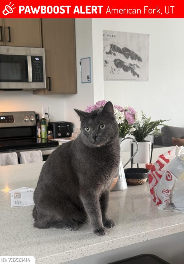 Lost Male Cat last seen Elevate at 620 apmts, American Fork, UT 84003