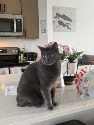 Lost Male Cat last seen Elevate at 620 apmts, American Fork, UT 84003