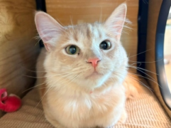 Reunited Female Cat last seen Evergreen Ave and Monte Carlo Dr, Murrieta, CA 92563