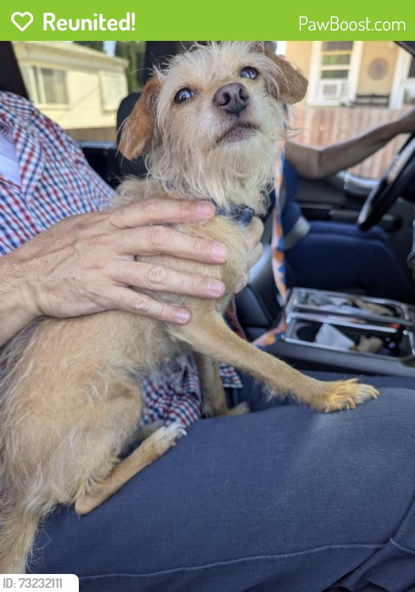 Reunited Female Dog last seen Near W Upland Ave, San Pedro, CA 90731, USA, Los Angeles, CA 90731