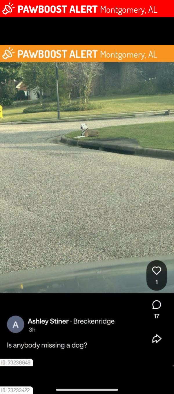 Lost Male Dog last seen Ray thorington rd, Montgomery, AL 36117