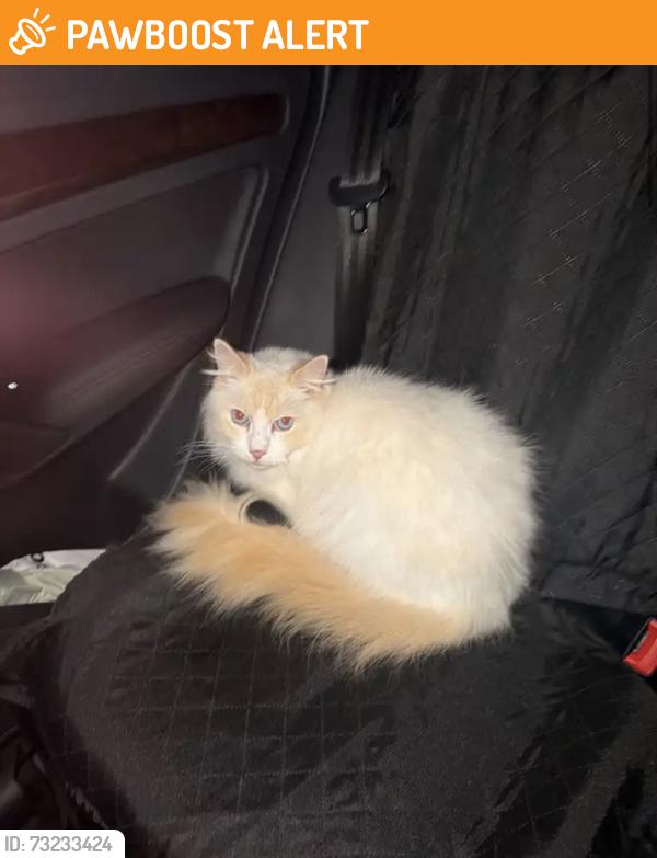 Found/Stray Unknown Cat last seen Swarthmore street, West University Place, TX 77005