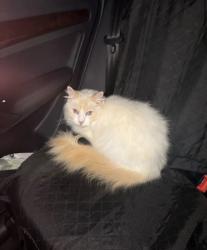 Found/Stray Unknown Cat last seen Swarthmore street, West University Place, TX 77005