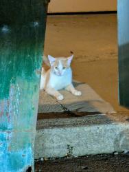 Found/Stray Unknown Cat last seen Tamello & Beatty Parking Plaza, Pittsburgh, PA 15206
