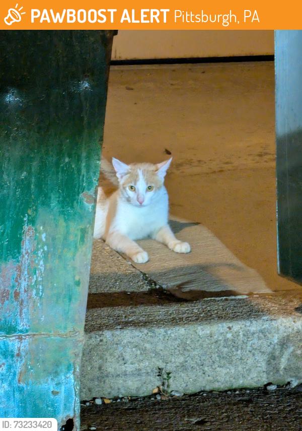 Found/Stray Unknown Cat last seen Tamello & Beatty Parking Plaza, Pittsburgh, PA 15206
