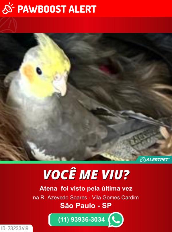 Lost Unknown Bird last seen Perto da praça do bom parto, Vila Gomes Cardim, SP 