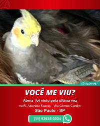 Lost Unknown Bird last seen Perto da praça do bom parto, Vila Gomes Cardim, SP 