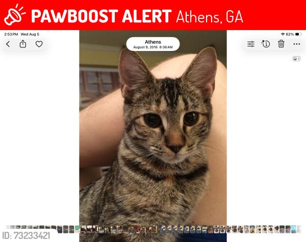 Lost Female Cat last seen Bar - H or Falling Shoals subdivisions, Athens, GA 30605