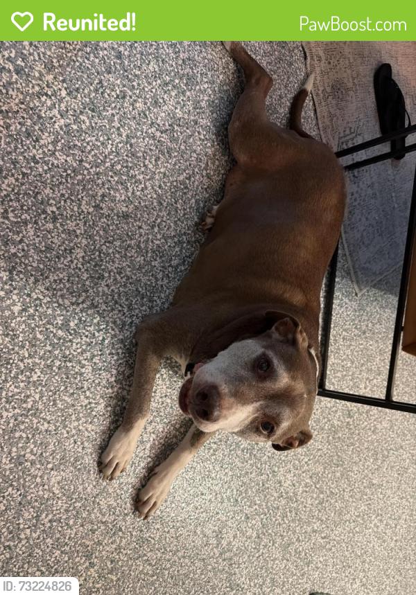 Reunited Male Dog last seen Near Ave s, Gulfport, Fl, Gulfport, FL 33707