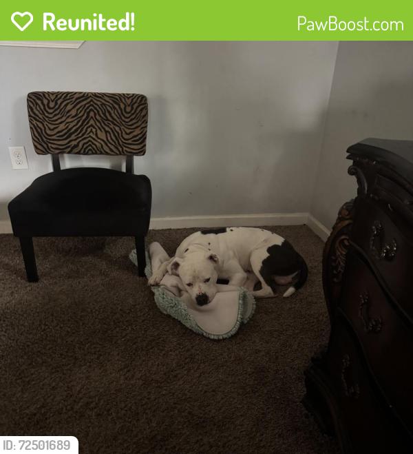 Reunited Male Dog last seen Publix Robson Crossing, Flowery Branch, GA 30542