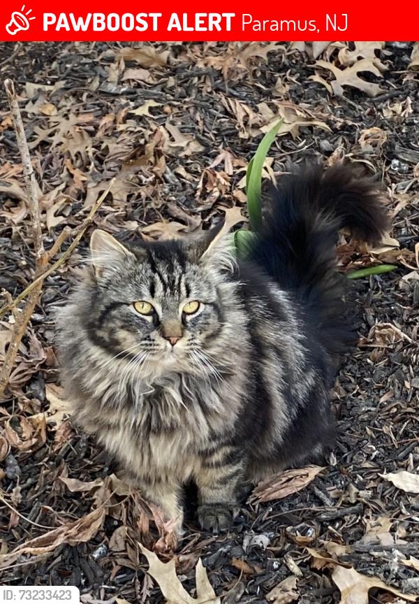 Lost Male Cat last seen Howland Avenue, Paramus, NJ 07652