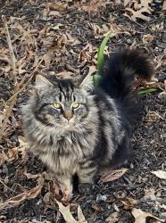 Lost Male Cat last seen Howland Avenue, Paramus, NJ 07652