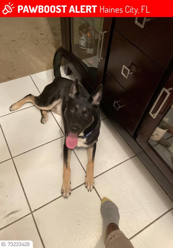 Lost Male Dog last seen 10th st. / swan st. Highland meadows, Haines City, FL 33844
