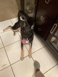 Lost Male Dog last seen 10th st. / swan st. Highland meadows, Haines City, FL 33844