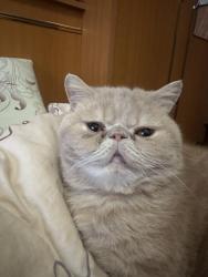 Lost Male Cat last seen Near westmoreland rd, Columbia, SC 29229