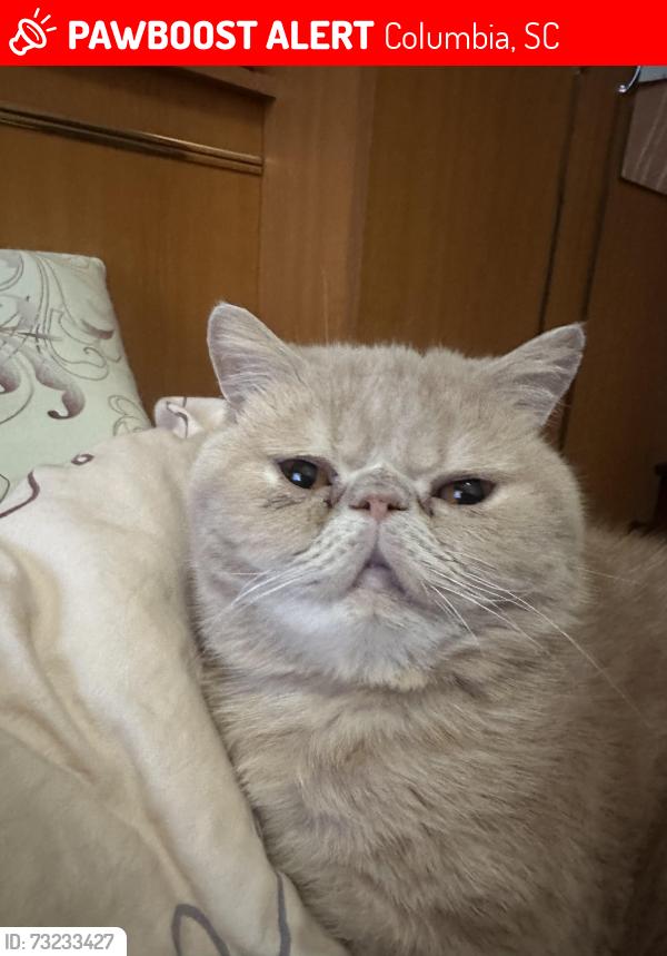 Lost Male Cat last seen Near westmoreland rd, Columbia, SC 29229