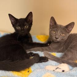 Shelter Stray Female Cat last seen , 8020 Washington St, Port Richey, FL 34668, USA