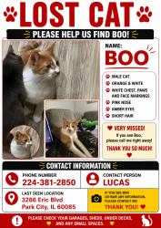 Lost Male Cat last seen My home, Park City, IL 60085