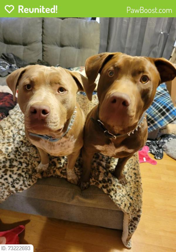 Reunited Male Dog last seen Clint street, Kingsport, TN 37660