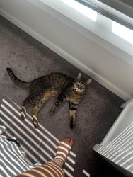 Reunited Male Cat last seen Chambers reserve s, Lacey, WA 98503