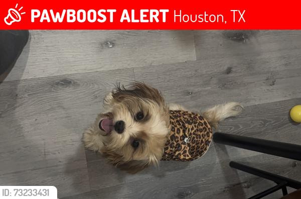 Lost Female Dog last seen El paísano meat market, Houston, TX 77093