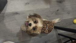 Lost Female Dog last seen El paísano meat market, Houston, TX 77093