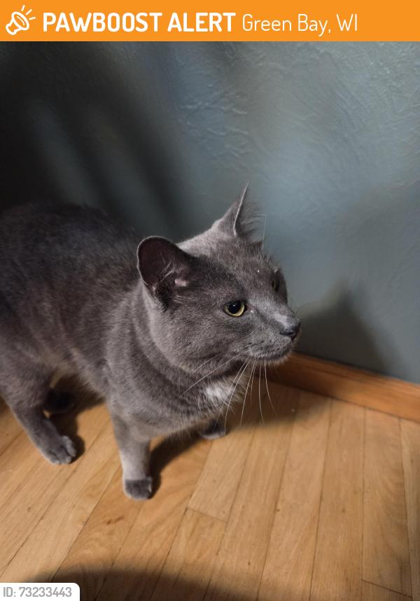 Found/Stray Male Cat last seen Redwood and hickory hill, Green Bay, WI 54304