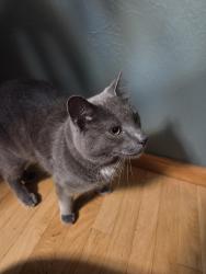 Found/Stray Male Cat last seen Redwood and hickory hill, Green Bay, WI 54304