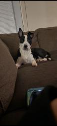 Reunited Female Dog last seen Near Pecan Grove Dr, San Antonio, TX 78222, USA, San Antonio, TX 78222