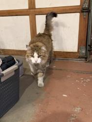 Found/Stray Unknown Cat last seen Simms St and W Arlington Ave, Littleton, CO 80127