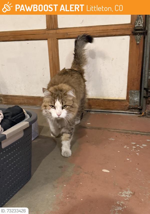 Found/Stray Unknown Cat last seen Simms St and W Arlington Ave, Littleton, CO 80127