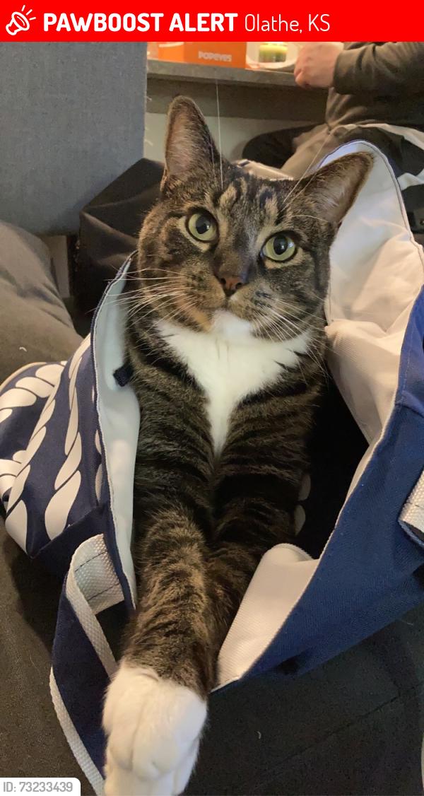 Lost Male Cat last seen 151st Terrace and Mullen St., Olathe, KS 66062