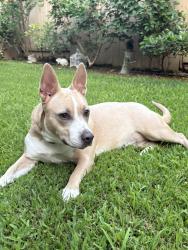 Reunited Female Dog last seen Azinger Way, Sacramento, CA 95829