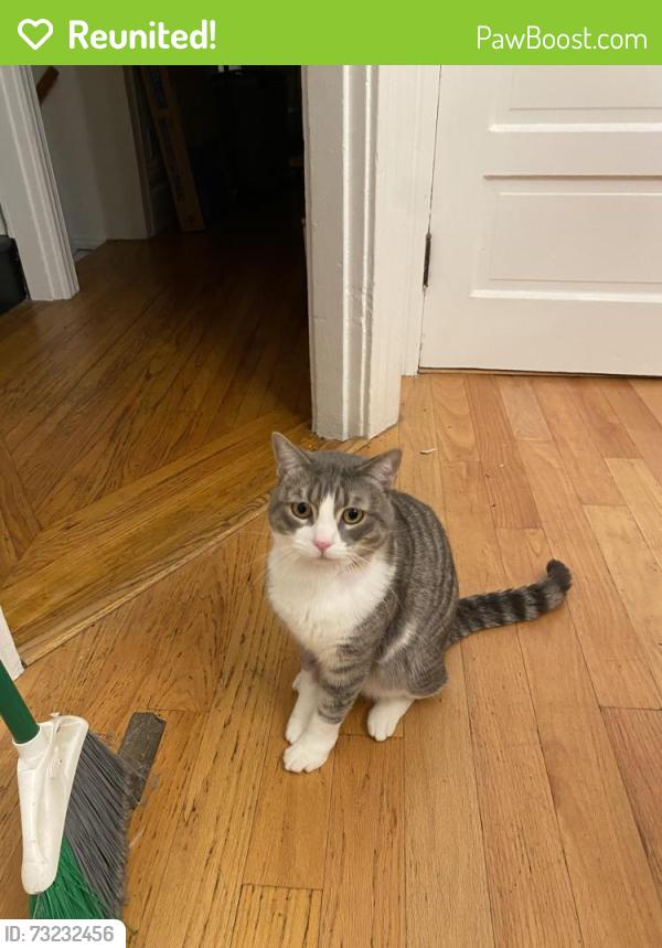 Reunited Male Cat last seen Kansas st near 20th st, San Francisco, CA 94107