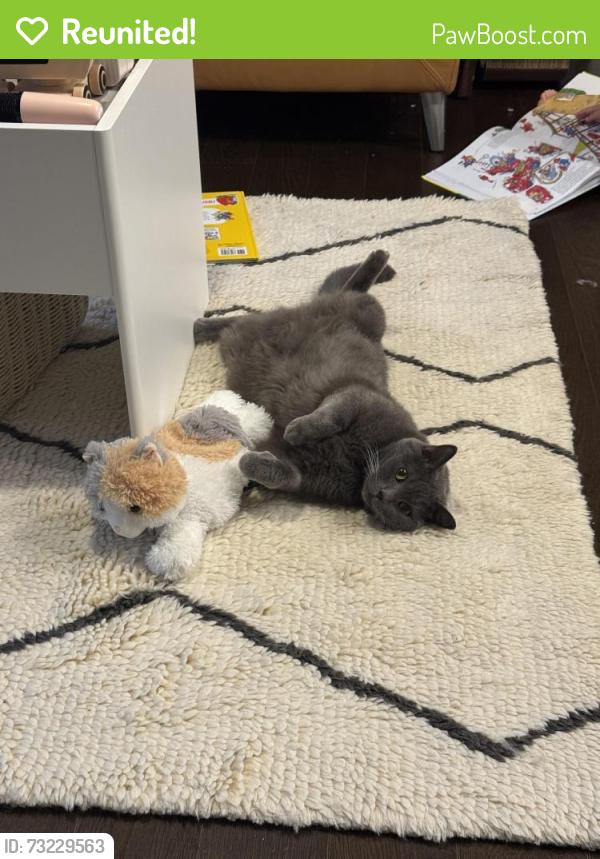 Reunited Male Cat last seen Legacy’s farm N, Hopkinton, MA 01748