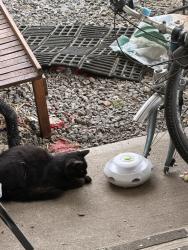 Found/Stray Male Cat last seen Pine and Talbot, Jefferson, OR 97352