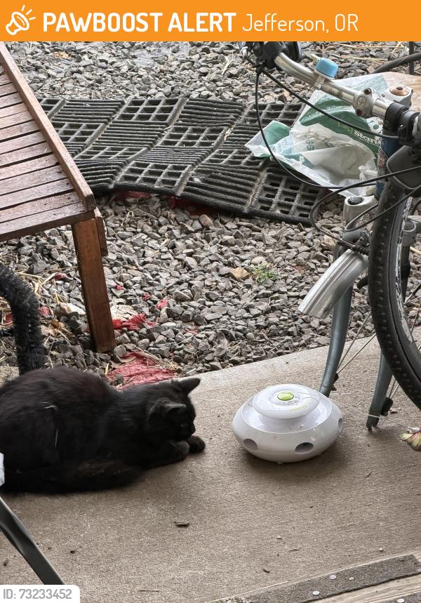 Found/Stray Male Cat last seen Pine and Talbot, Jefferson, OR 97352