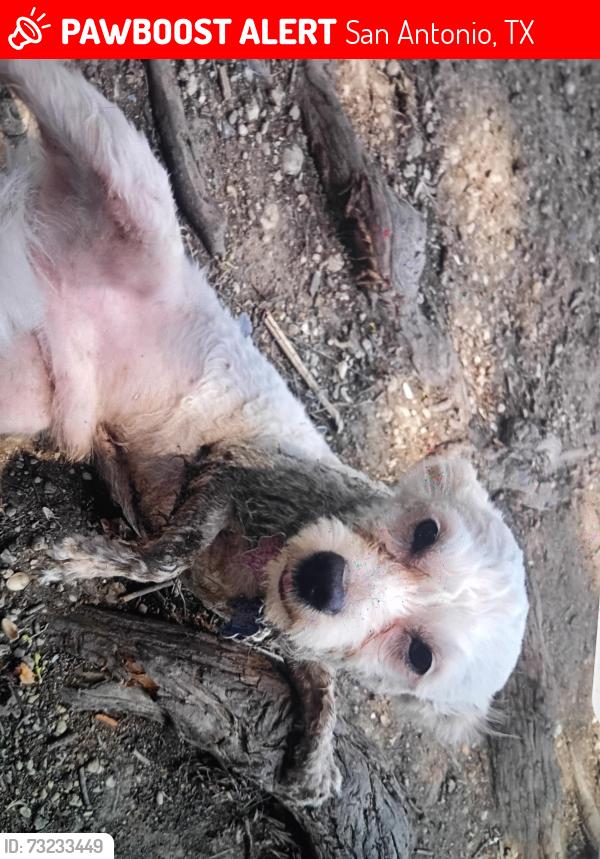 Lost Male Dog last seen Near cato blvd, San Antonio, TX 78223