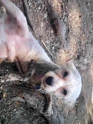 Lost Male Dog last seen Near cato blvd, San Antonio, TX 78223