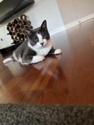 Lost Female Cat last seen Wildhorse Subdivision, San Antonio, TX 78254