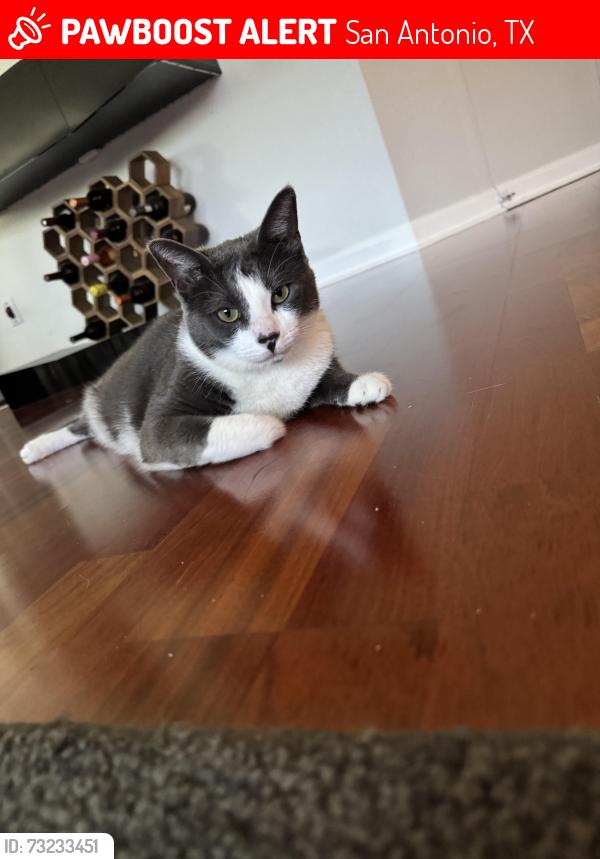 Lost Female Cat last seen Wildhorse Subdivision, San Antonio, TX 78254