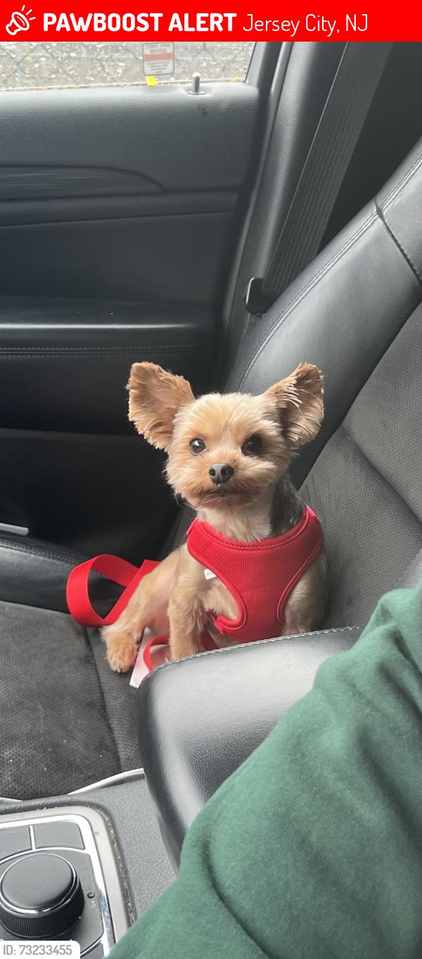 Lost Male Dog last seen Woodlawn Ave Between MLK And Ocean Avenue, Jersey City, NJ 07305
