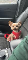 Lost Male Dog last seen Woodlawn Ave Between MLK And Ocean Avenue, Jersey City, NJ 07305