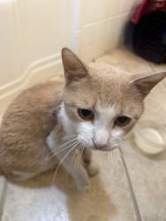 Found/Stray Male Cat last seen 13th and Lewis, Tulsa, OK 74104