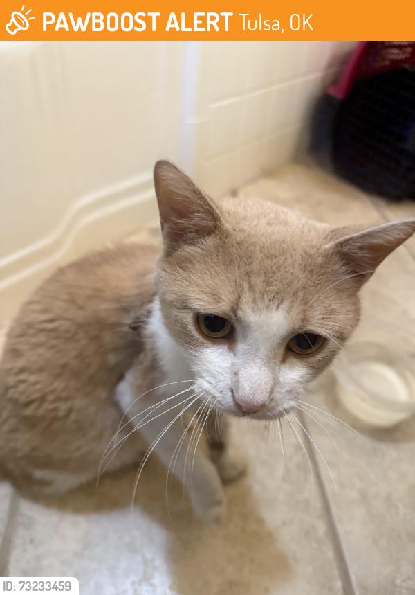 Found/Stray Male Cat last seen 13th and Lewis, Tulsa, OK 74104