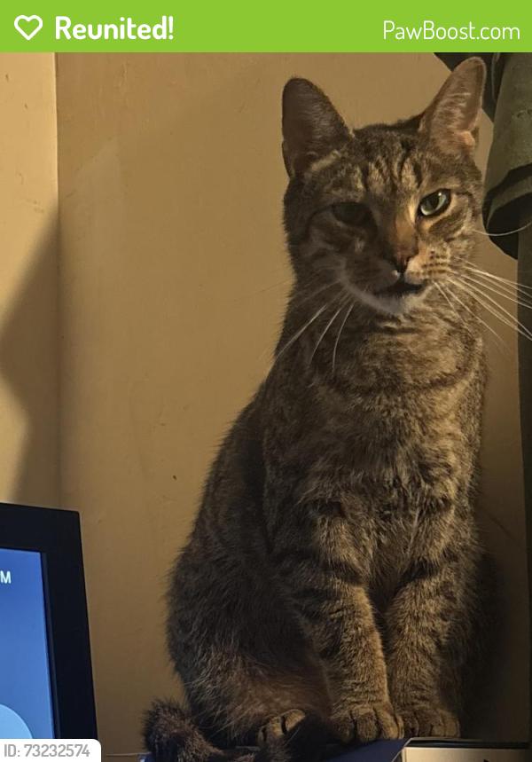Reunited Male Cat last seen School st, Smith circle, Cornelius, NC 28031