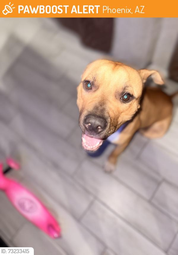 Found/Stray Male Dog last seen Southeast of 51st Ave and Thimas, Phoenix, AZ 85035