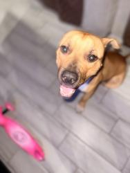 Found/Stray Male Dog last seen Southeast of 51st Ave and Thimas, Phoenix, AZ 85035